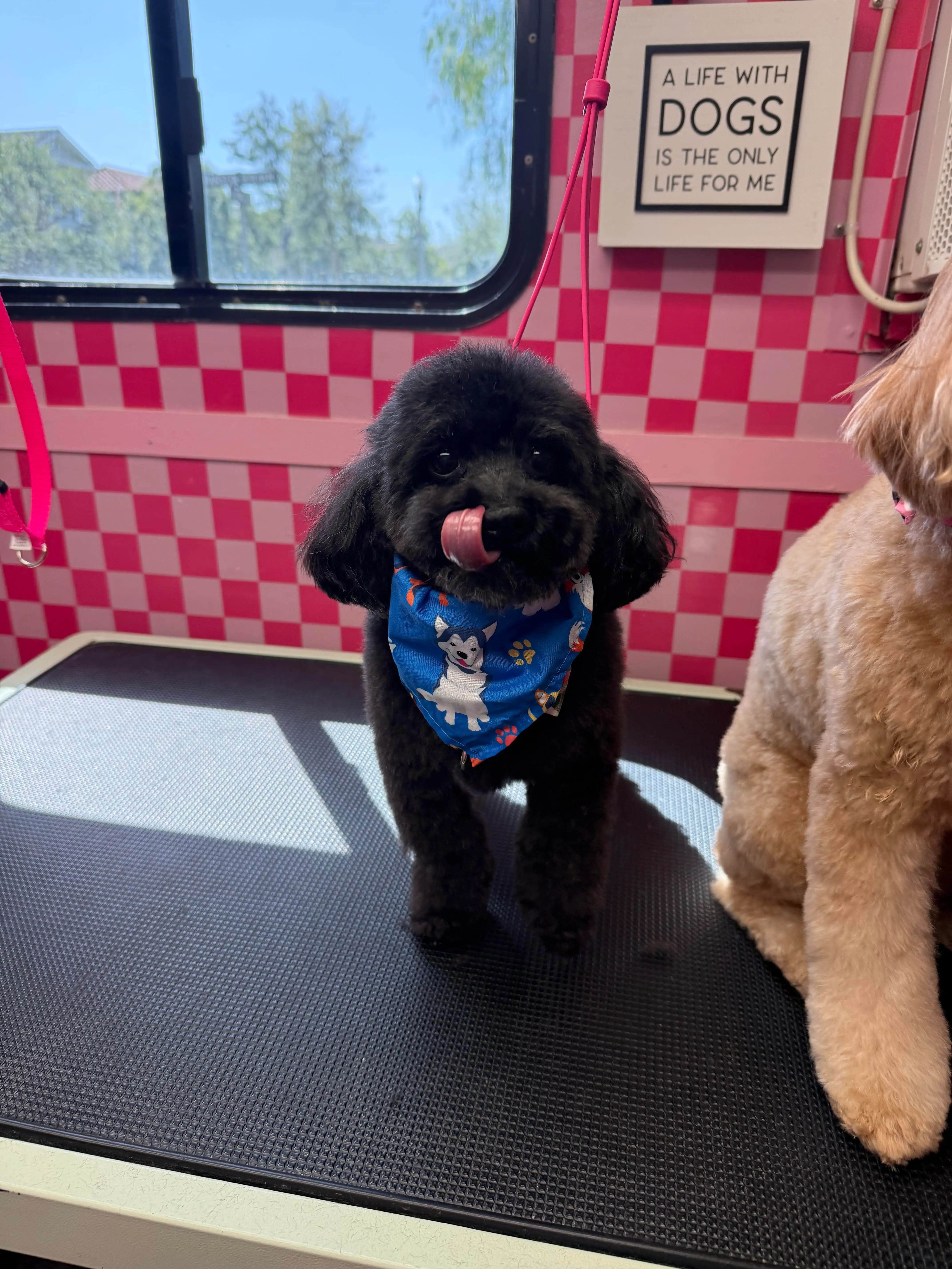 Black dog on a mobile grooming table