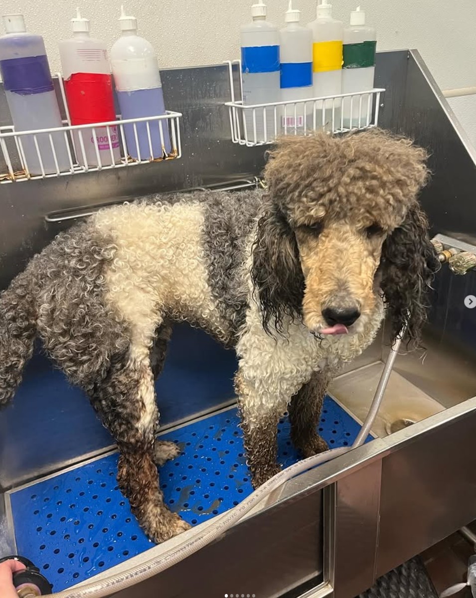 Dog grooming bath service taking place in Orange County
