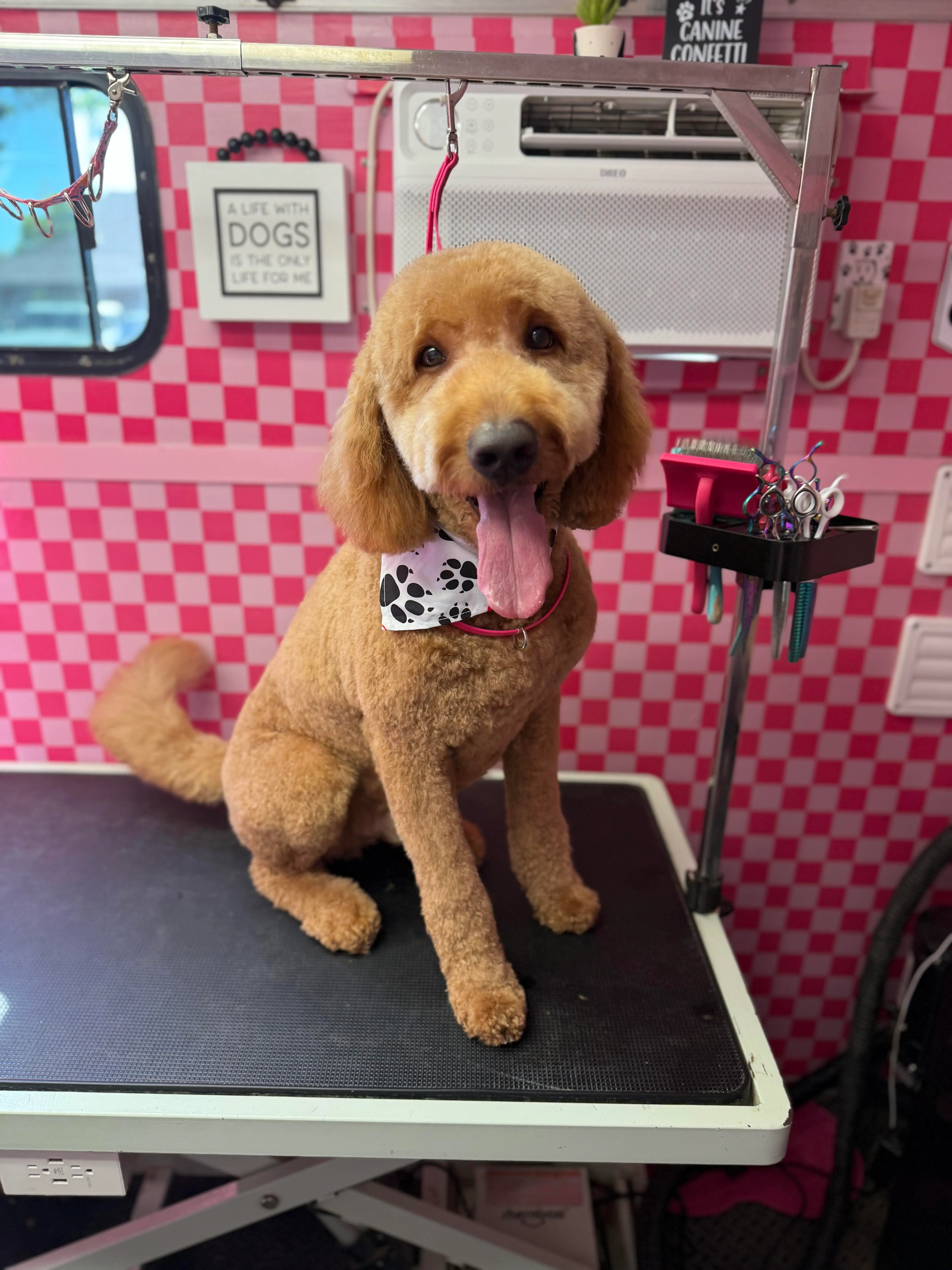 Golden doodle looking fluffy after a mobile grooming appointment