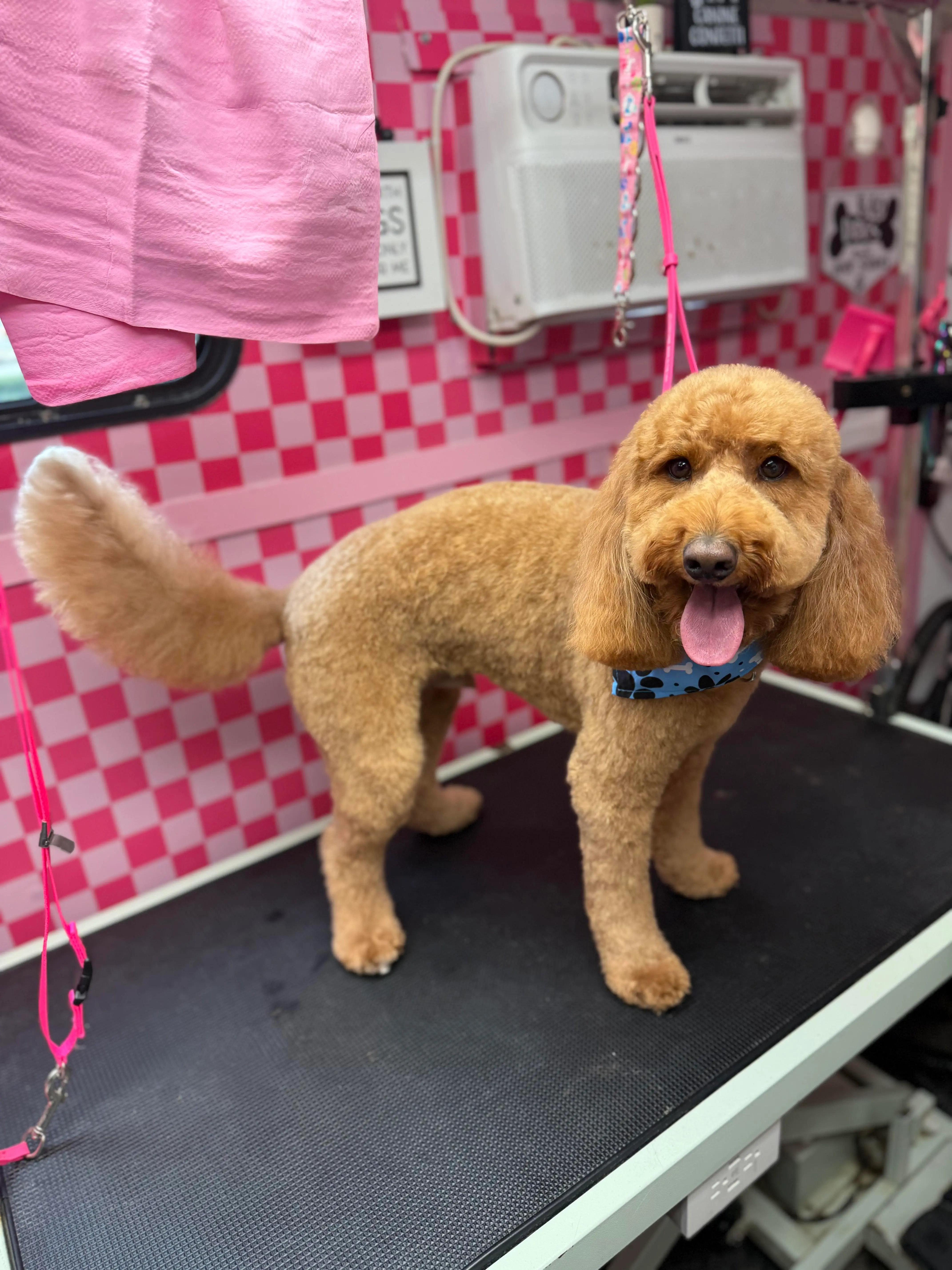 Golden doodle on the grooming table inside the mobile spaw