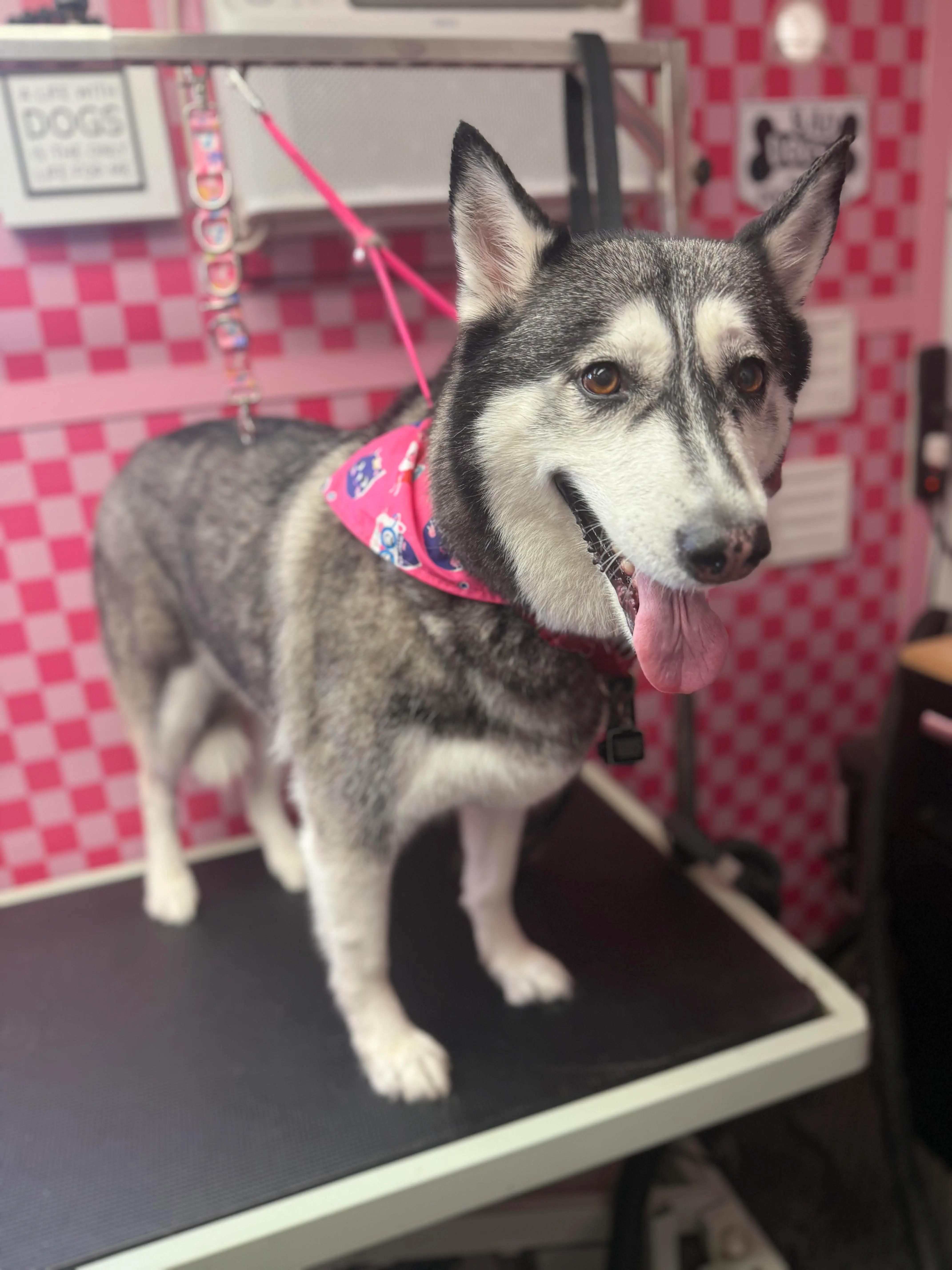 Husky during a mobile grooming appointment