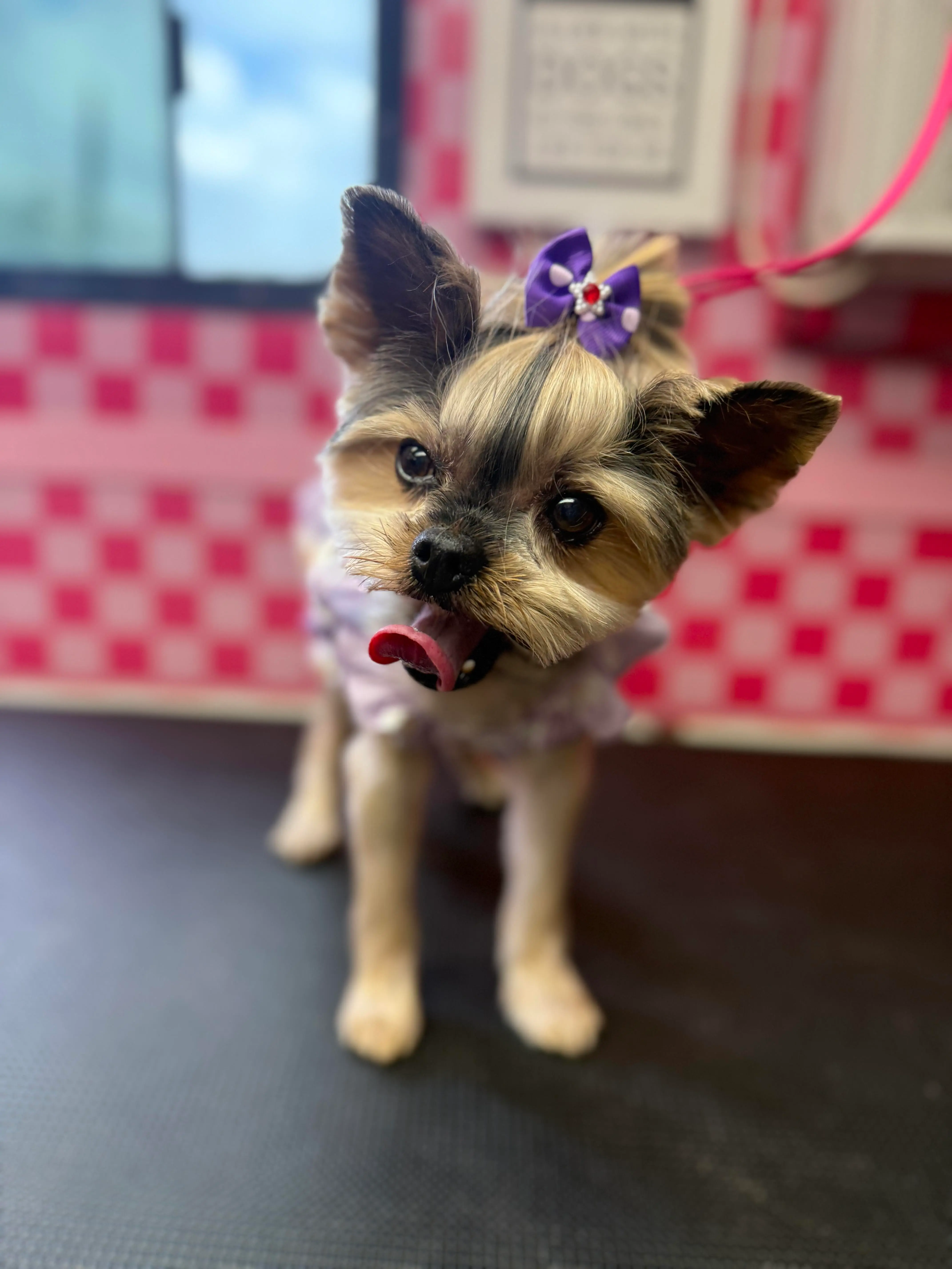 Small dog on the grooming table during a mobile grooming appointment in Ladera Ranch CA
