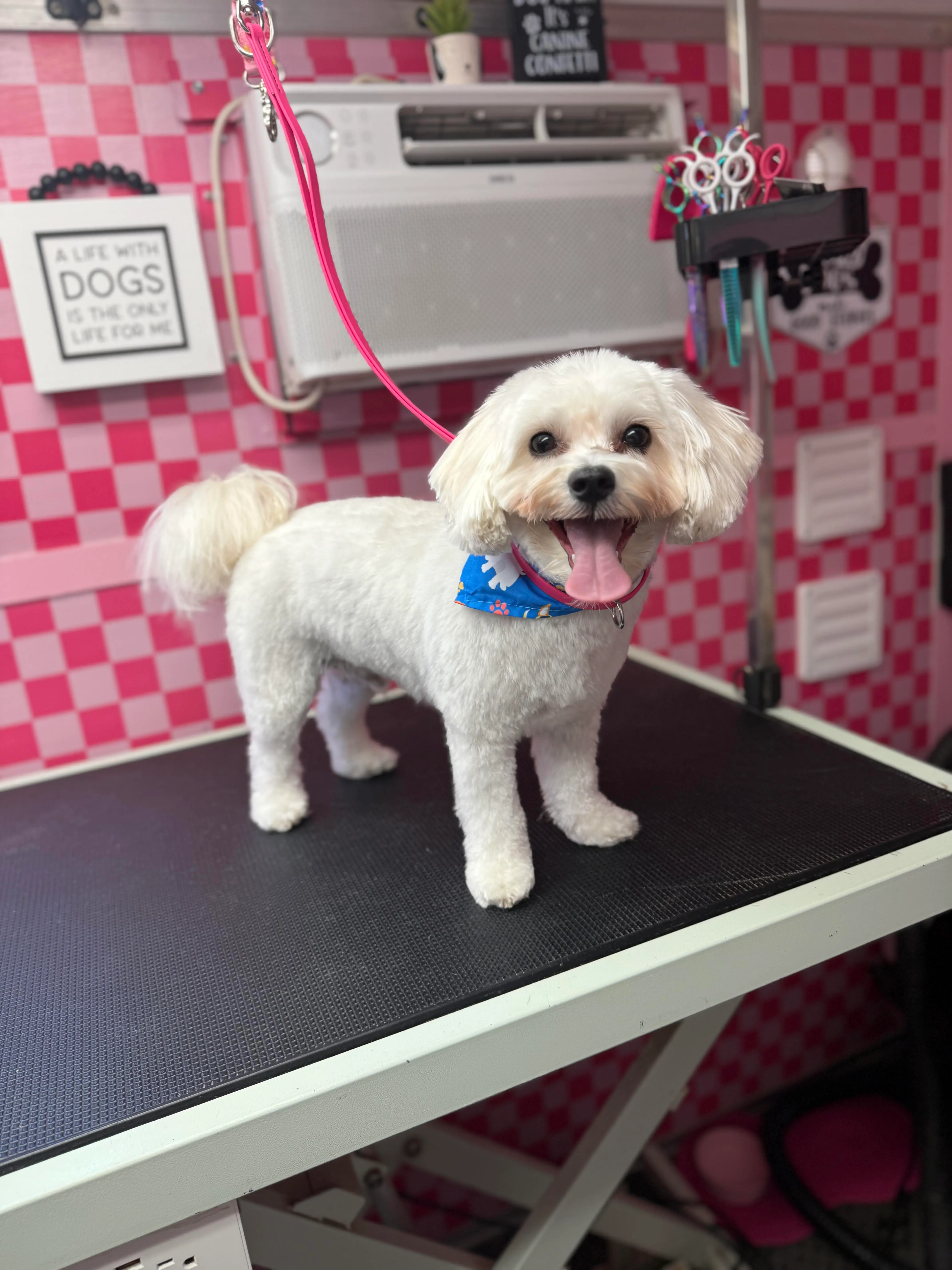 White dog looking fresh after a mobile grooming appointment in Laguna Beach CA